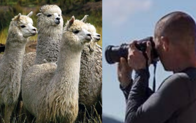 ¡Camélidos en la lente! Concurso fotográfico internacional celebra a los héroes andinos