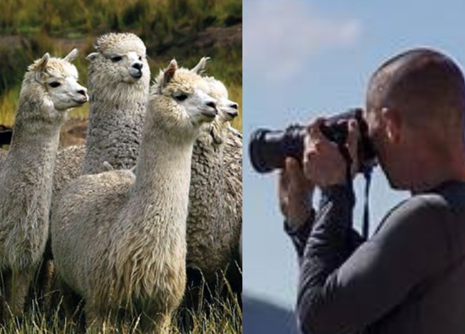 ¡Camélidos en la lente! Concurso fotográfico internacional celebra a los héroes andinos